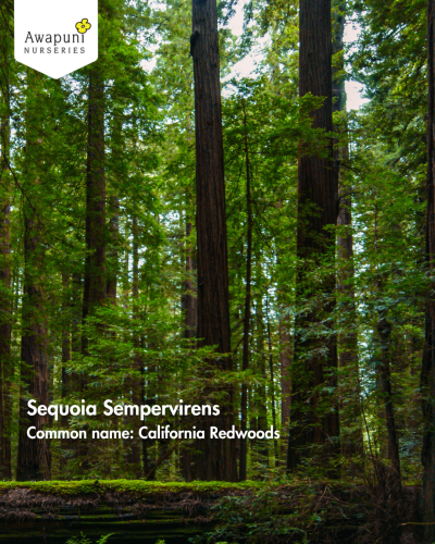 Sequoia Sempervirens - 50 Plants